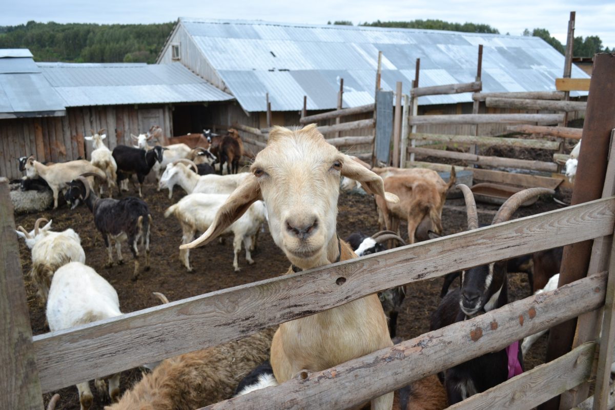 В Нижегородской области начался прием заявок на грант «Агротуризм»