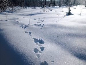 В Нижегородской области выросла численность лося и косули