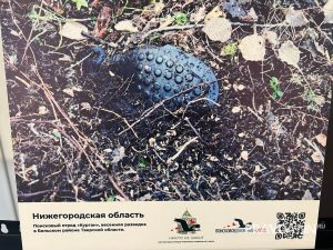 Алина Малинина