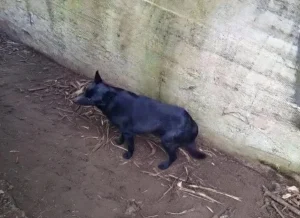 Двух животных спасли в минувшие выходные в Нижнем Новгороде