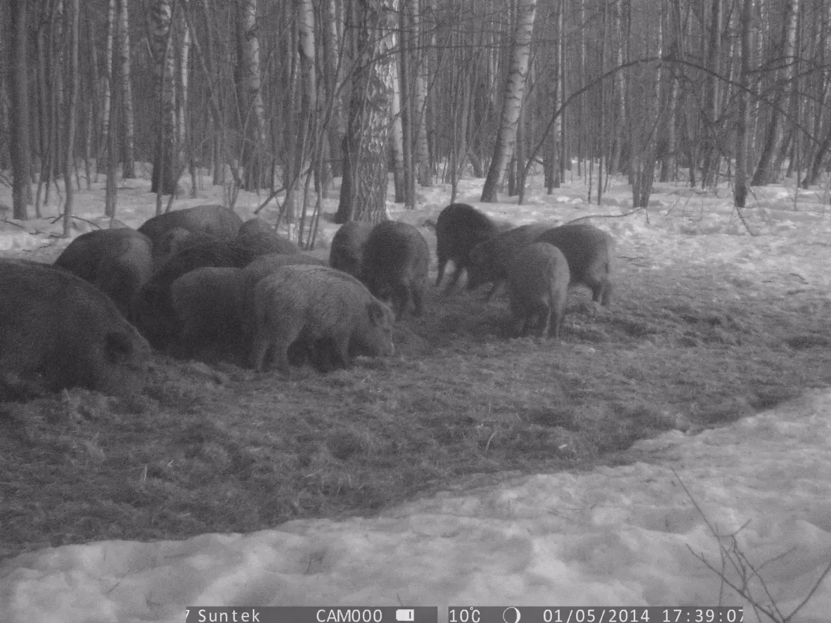 Фото: Минлесхоз Нижегородской области