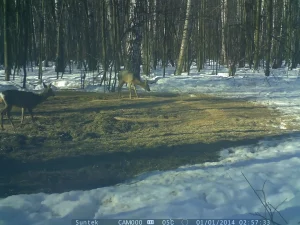Косули и кабаны попали в объектив фотоловушки в нижегородском лесу