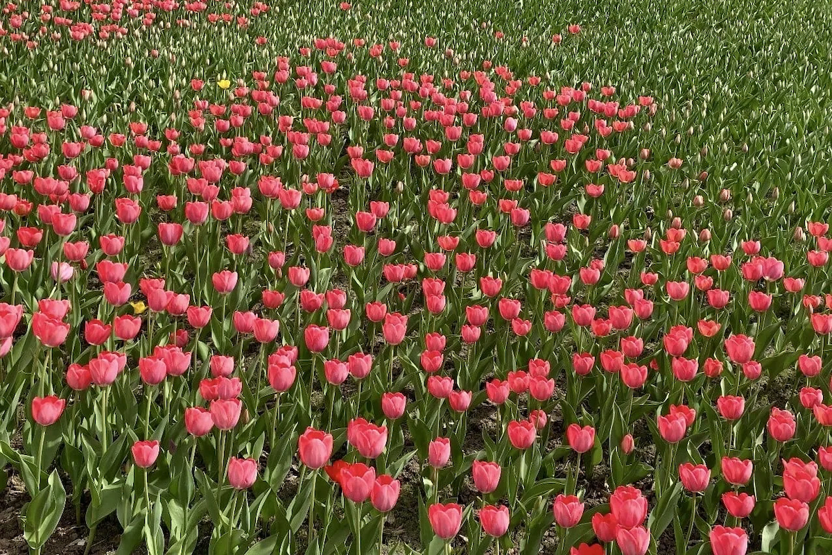 Социальные сети Юрия Шалабаева