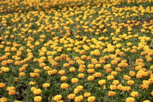 Социальные сети Юрия Шалабаева