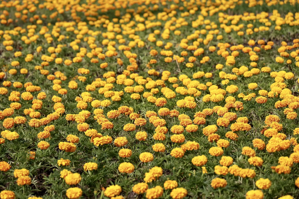 Социальные сети Юрия Шалабаева