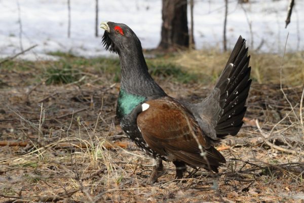 11 апреля на юге Нижегородской области откроется охота на боровую дичь