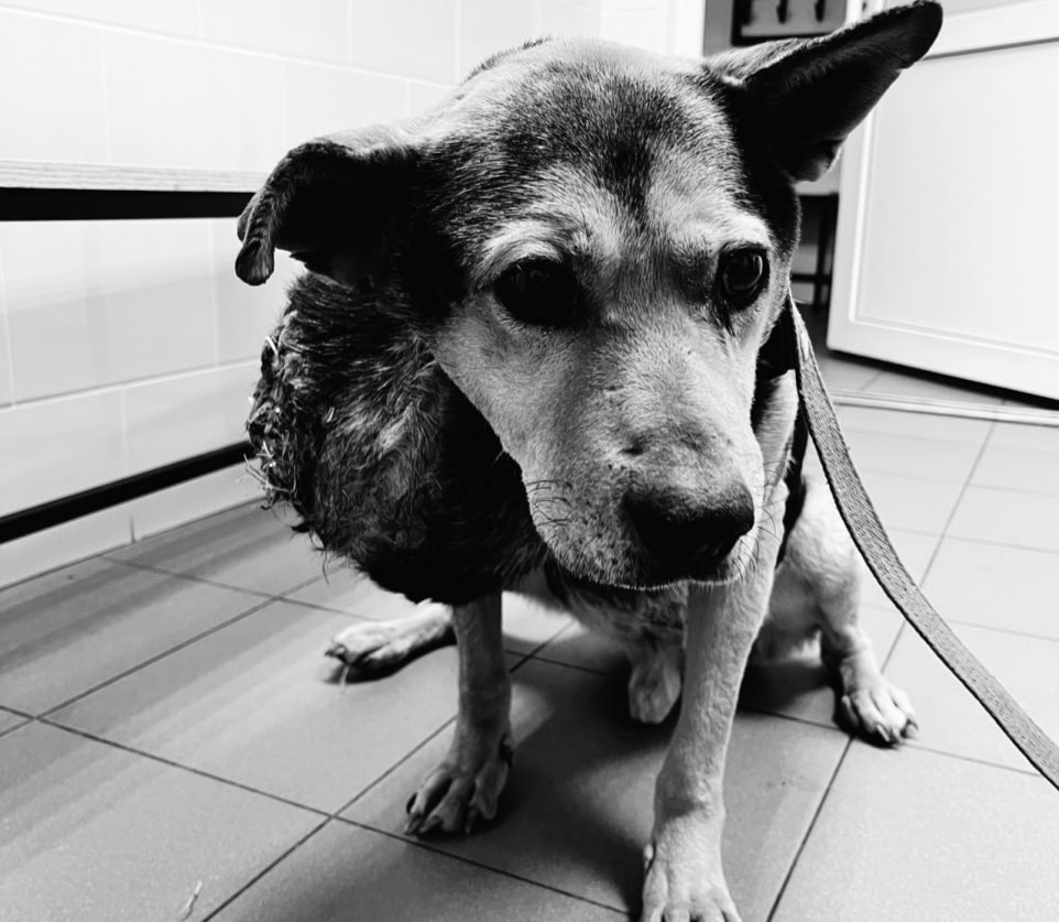 Спасенная собака Боба с огромной опухолью скончалась из-за осложнений