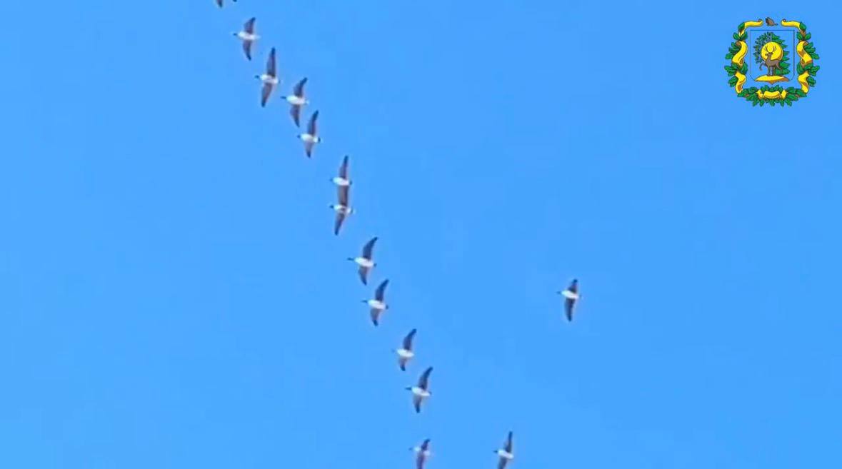 Дикие гуси вернулись из теплых краев в Нижегородскую область