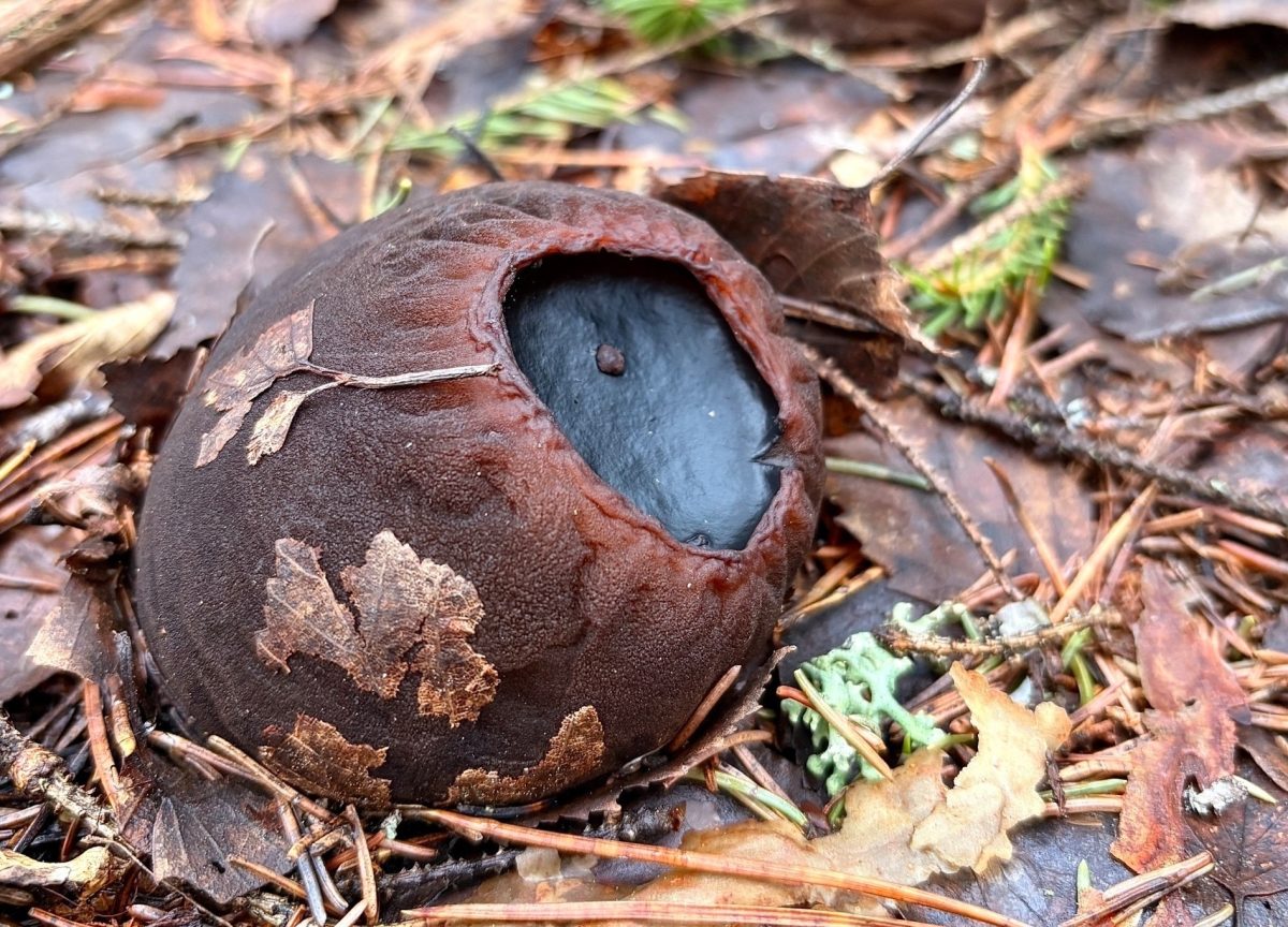 Редчайший гриб найден в нижегородских лесах