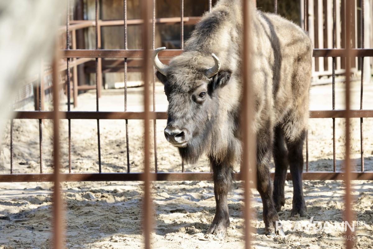 Нижегородцы могут предложить имя для самки зубра из «Лимпопо»