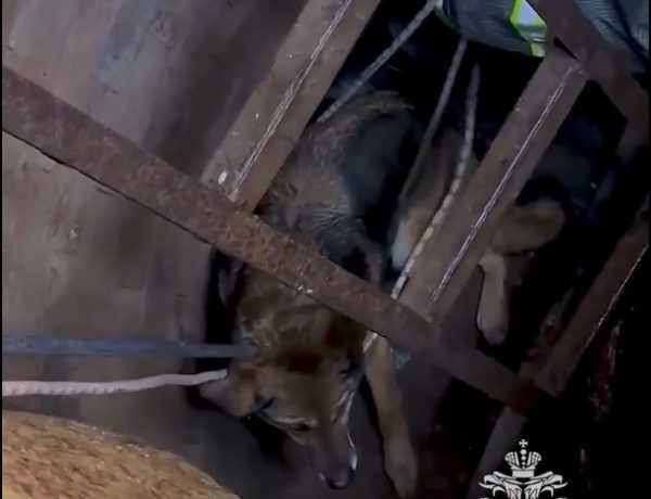 Спасатели вытащили собаку из подвала заброшенного дачного дома в Кстове