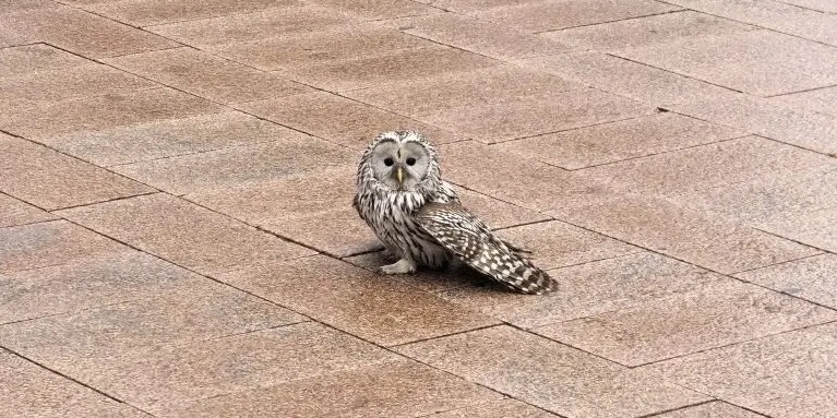 Сотрудники правительства Нижегородской области спасли сову