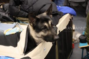 Стало известно, какие питомцы чаще всего теряются в Нижегородской области