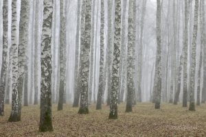 Более 6 млн рублей составил ущерб от вырубки леса в Нижегородской области