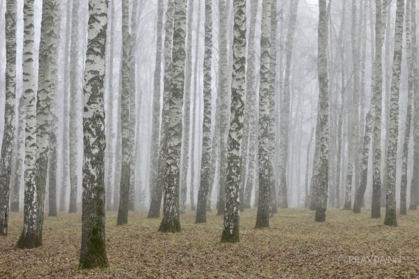 Более 6 млн рублей составил ущерб от вырубки леса в Нижегородской области