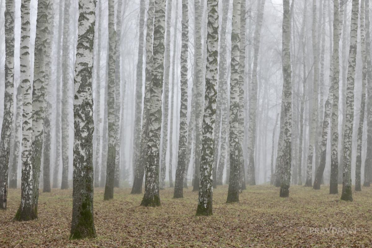Более 6 млн рублей составил ущерб от вырубки леса в Нижегородской области