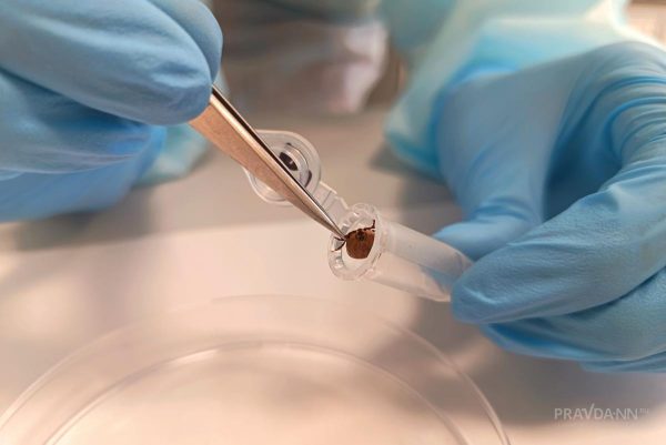 148 нижегородцев покусали клещи