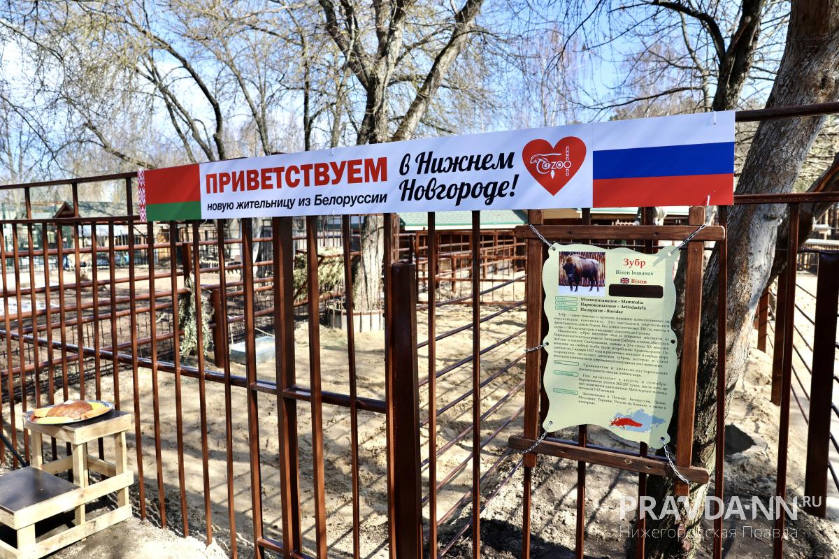 Максим Герасимов