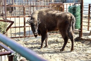 Максим Герасимов