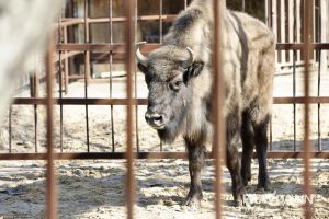 Зубра получил Нижний Новгород в подарок от Республики Беларусь