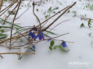 Александр Воложанин