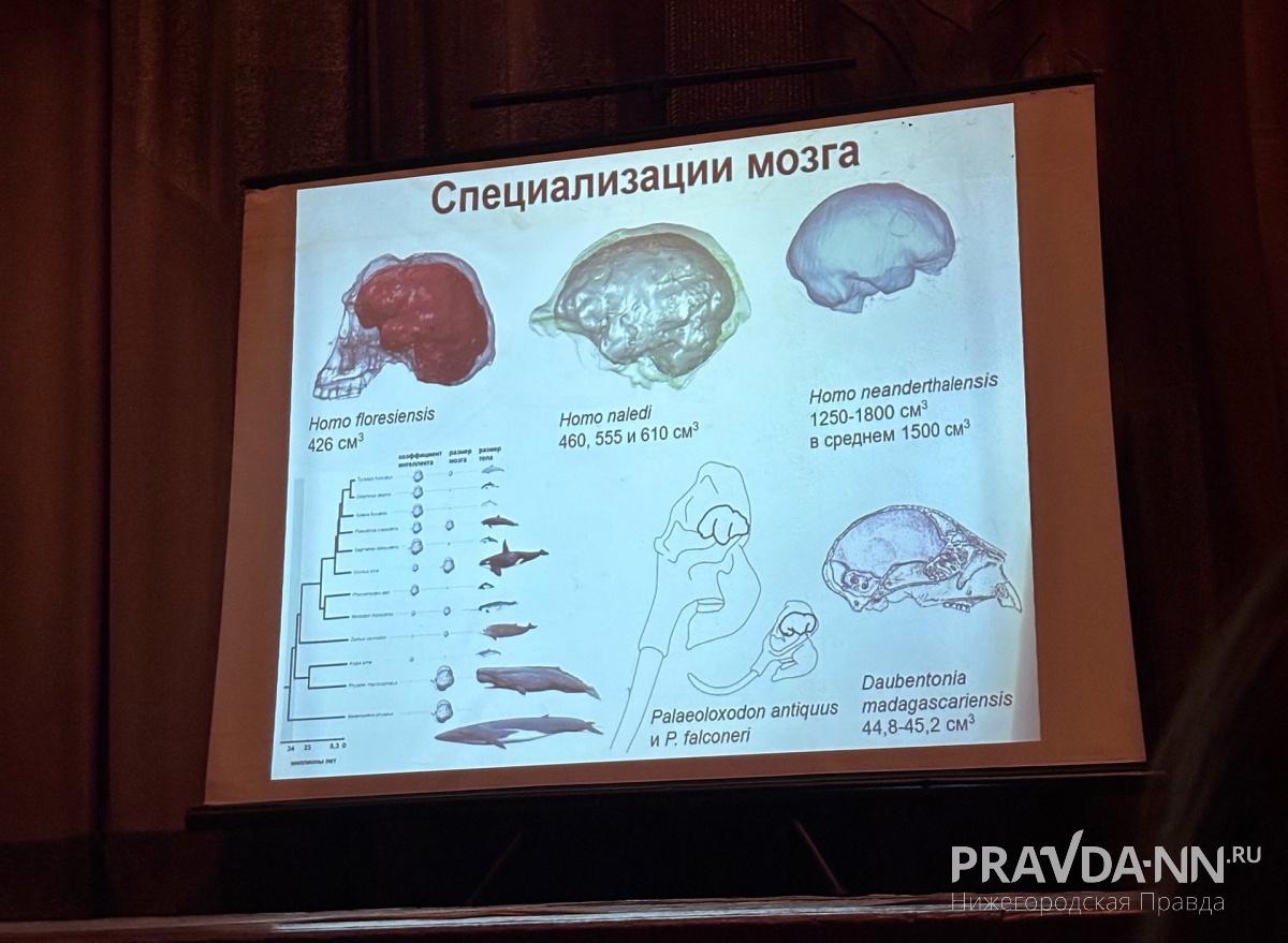 За последние примерно 25 тысяч лет мозг человека уменьшился примерно на 150 граммов