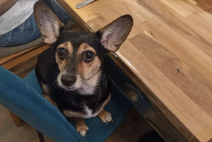 В Тулу со своим питомцем: какие гостиницы принимают с животными