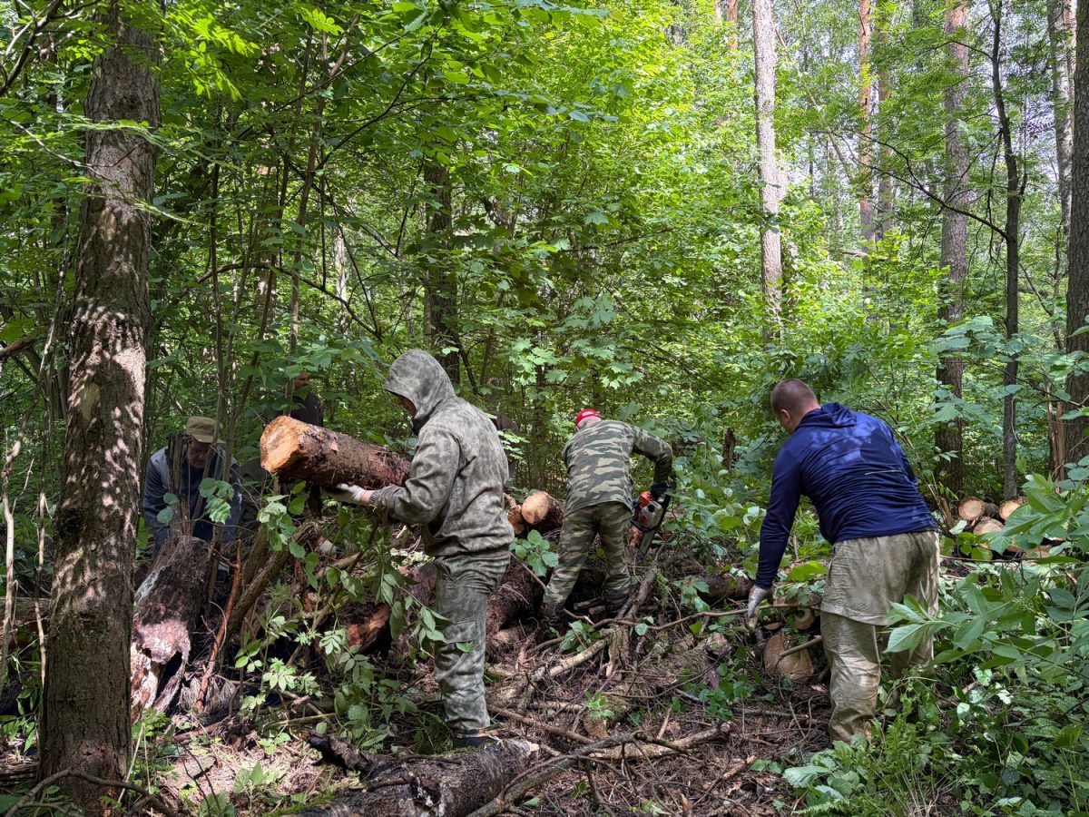 В Богородском округе очистили 1,1 га леса в рамках «Здоровый лес»