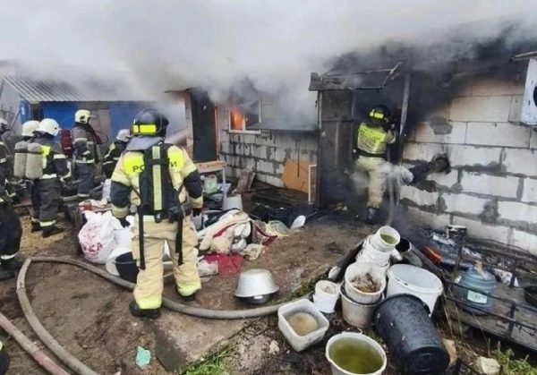 Собак на помойку выбрасывают: что скрывается за вывесками элитных питомников