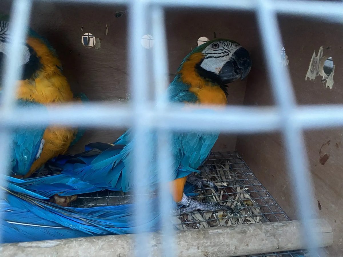 Восемь экзотических птиц из Армении пытались ввезти в Нижний Новгород