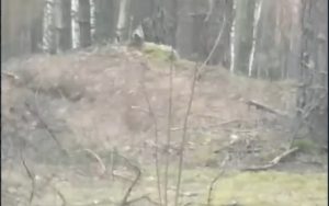 Брачные игры рябчиков засняли в Балахнинском округе