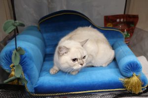 Ветеринар Уражевский рассказал, что делать, если кошка начала кашлять