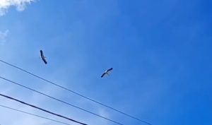 Аист Гера из Перевоза нашел себе&nbsp;пару