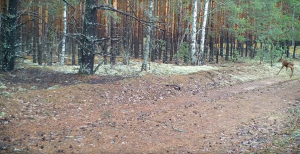 Прогулка лосихи с новорожденным лосенком попала в объектив фотоловушки