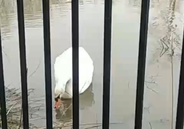 Стала известна судьба лебедя, который остался на зимовку в Сормовском парке