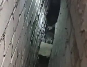 Бездомную собаку, провалившуюся в щель между гаражами, спасли в Нижнем Новгороде