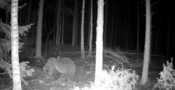 Тайную жизнь медведя зафиксировала фотоловушка в Нижегородской области