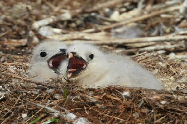 Нижегородские орнитологи обнаружили редких краснокнижных птиц