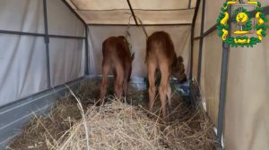 Спасенные от стаи бездомных собак лосята переезжают в новый&nbsp;дом