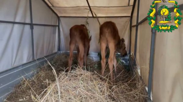 Спасенные от стаи бездомных собак лосята переезжают в новый&nbsp;дом