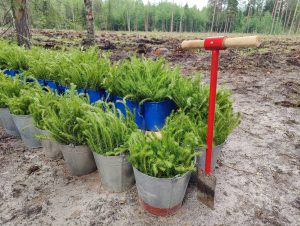 460 тысяч деревьев высадили в Нижегородской области в акции «Сад памяти»