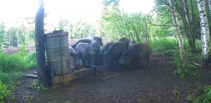 Фотоловушка засняла завтрак диких кабанов в Спасском округе