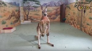 Новый вольер появился у рыжих кенгуру из зоопарка «Лимпопо»
