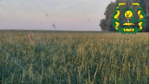 В Воротынском округе заметили сибирских косуль