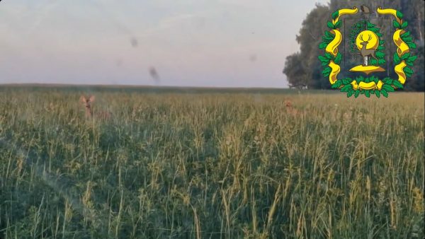 В Воротынском округе заметили сибирских косуль