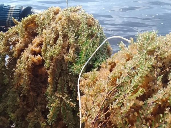 На Горьковском водохранилище установлены 188 нерестовых гнёзд