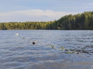 На Горьковском водохранилище установили 188 гнезд для нереста рыбы