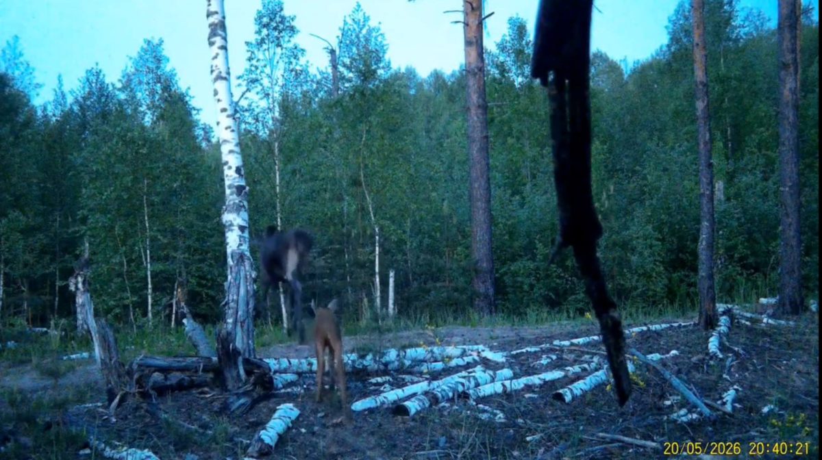 Прогулка лосихи с подросшим детенышем попала в объектив фотоловушки