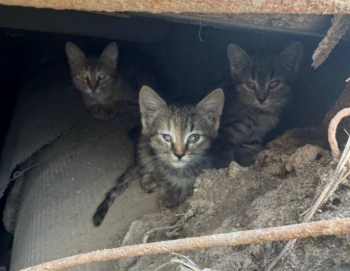 Больного котенка поймали на теплотрассе в Нижнем Новгороде