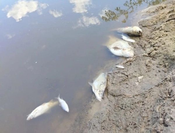 Рыба погибла в реке Саля в Большеболдинском районе